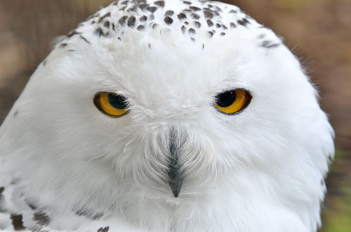 sm white owl